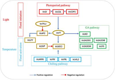 Multiple transcriptome comparisons reveal the essential roles of FLOWERING LOCUS T in floral initiation and SOC1 and SVP in floral activation in blueberry